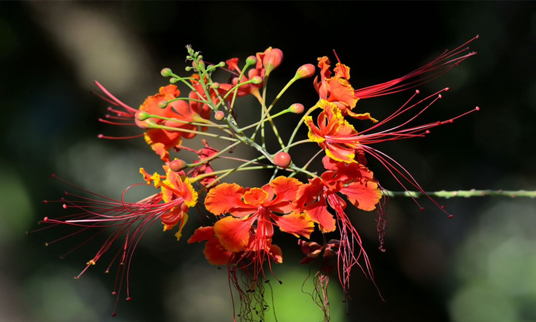 莱芜莱芜花帮主百科词条创建案例